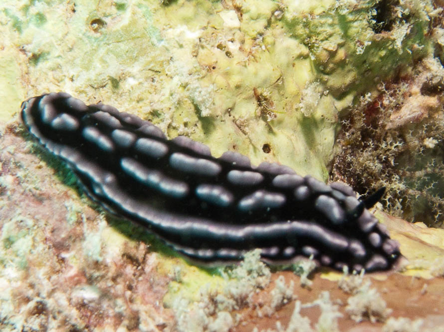 Phyllidiella striata